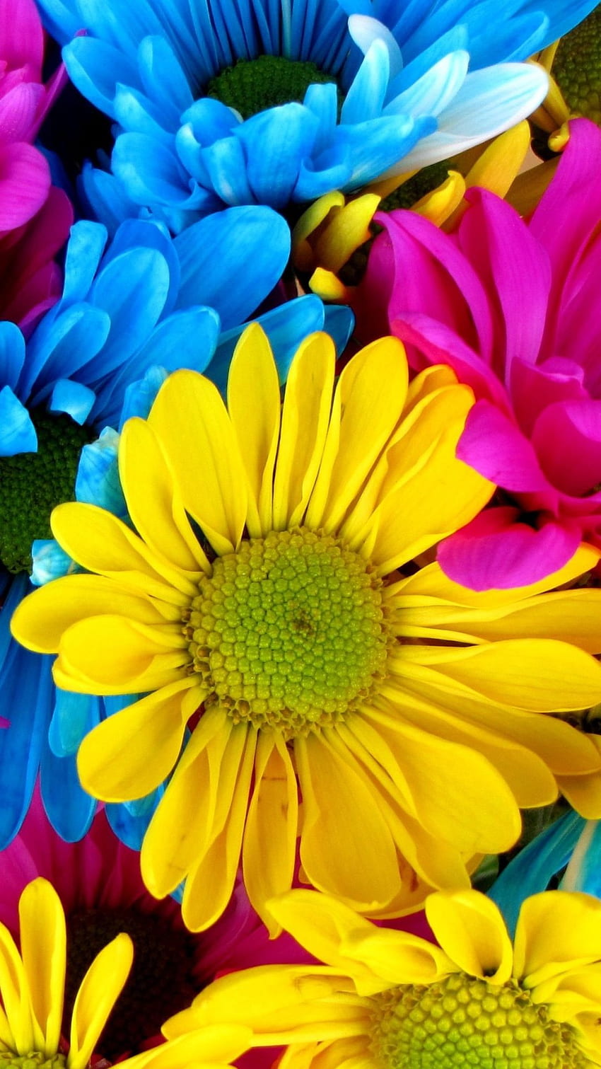 Earth Daisy (), Colorful Daisies HD phone wallpaper | Pxfuel
