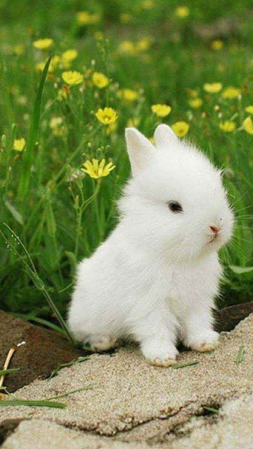 Conejo blanco, lindo conejo fondo de pantalla del teléfono