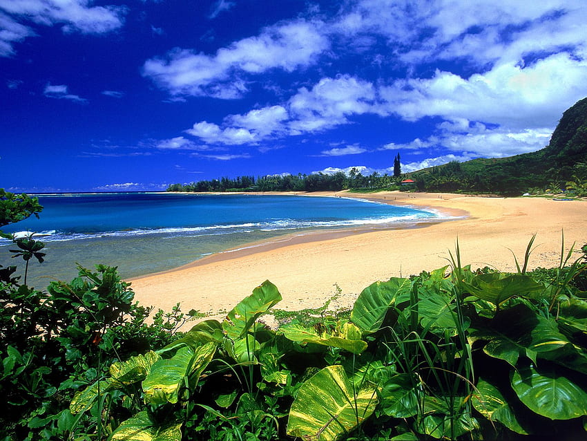 all new pix1: Hawaii Beach, Hawaii Beaches HD wallpaper