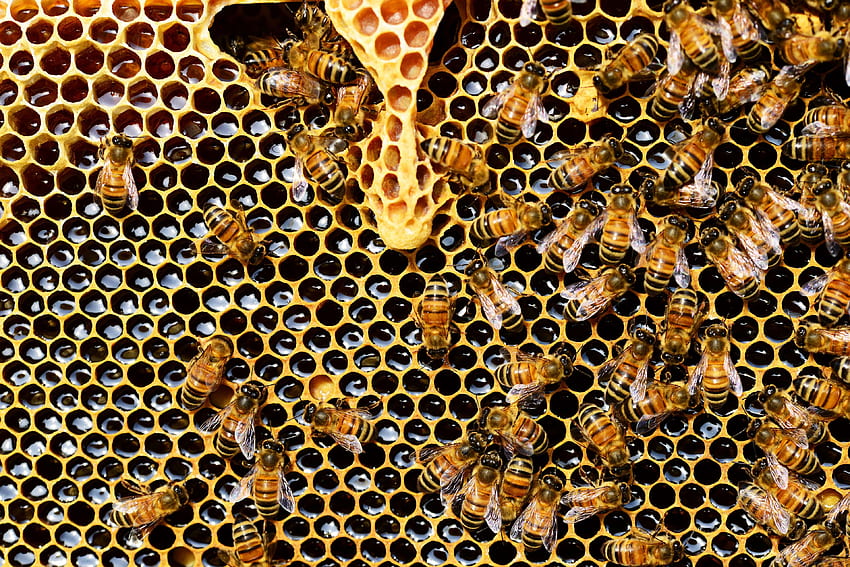apis mellifera, bee, beehive, beekeeping, bees, beeswax, close up, comb, combs, hexagon, hive, honey, honey bee, honeybee, honeycomb, shape, wax, Apiary HD wallpaper