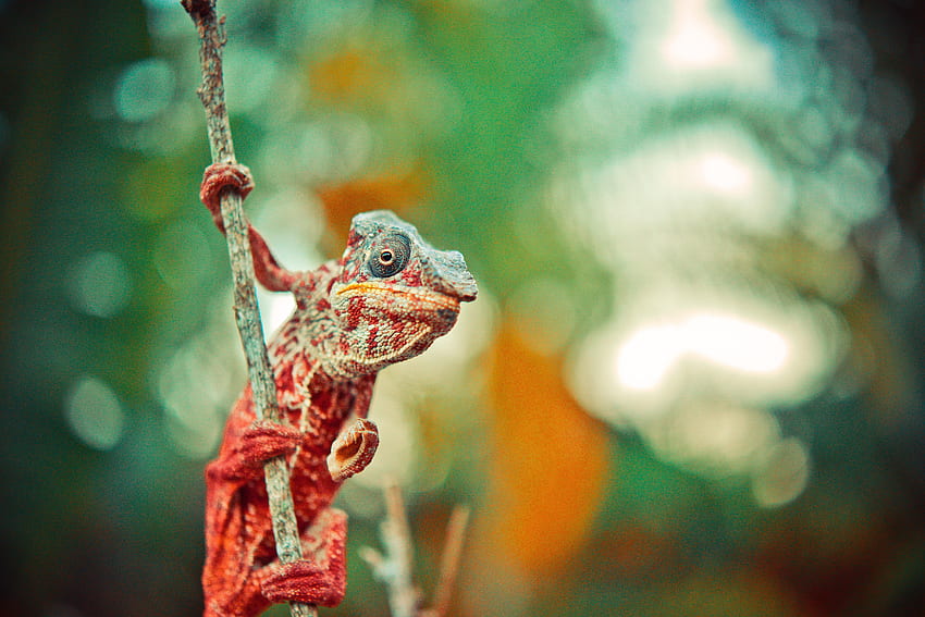 Animals, Color, Lizard, Reptile, Chameleon HD wallpaper