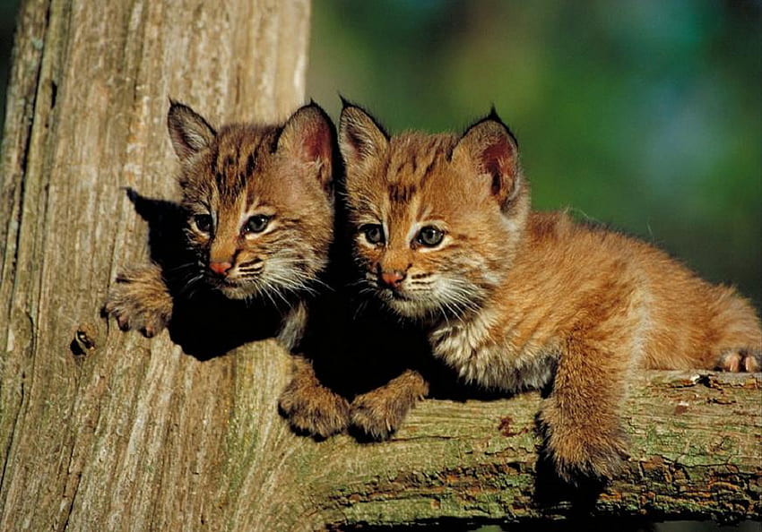 On the Lookout, dois, bonito, par, gatos, fofos, filhotes, selvagem, árvore papel de parede HD