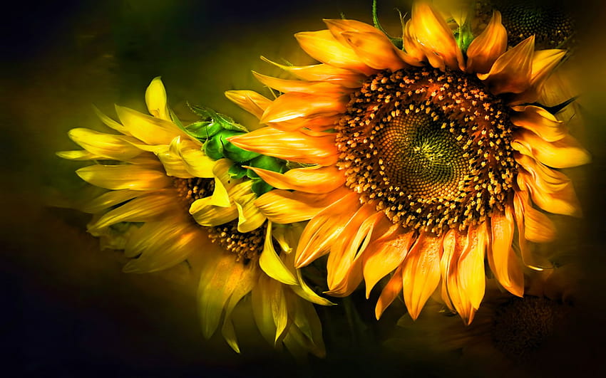 sunflower computer backgrounds