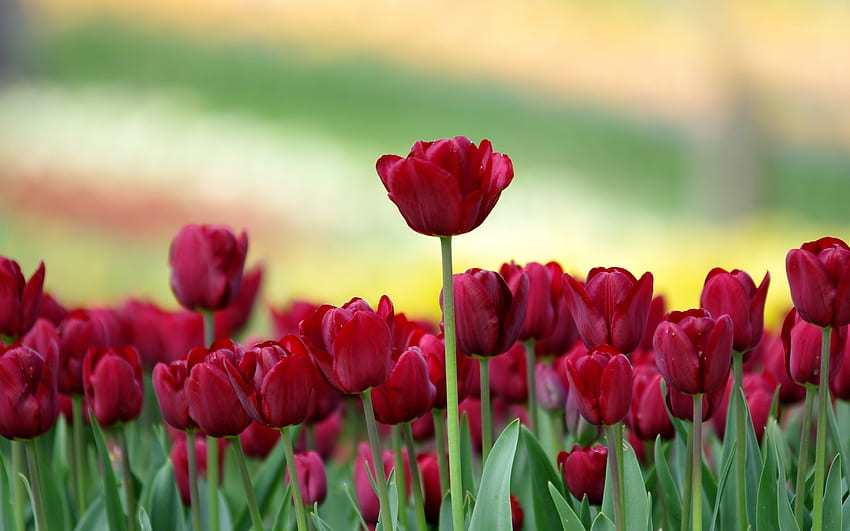 Tulip field, tulip, field, flower, nature, petal HD wallpaper
