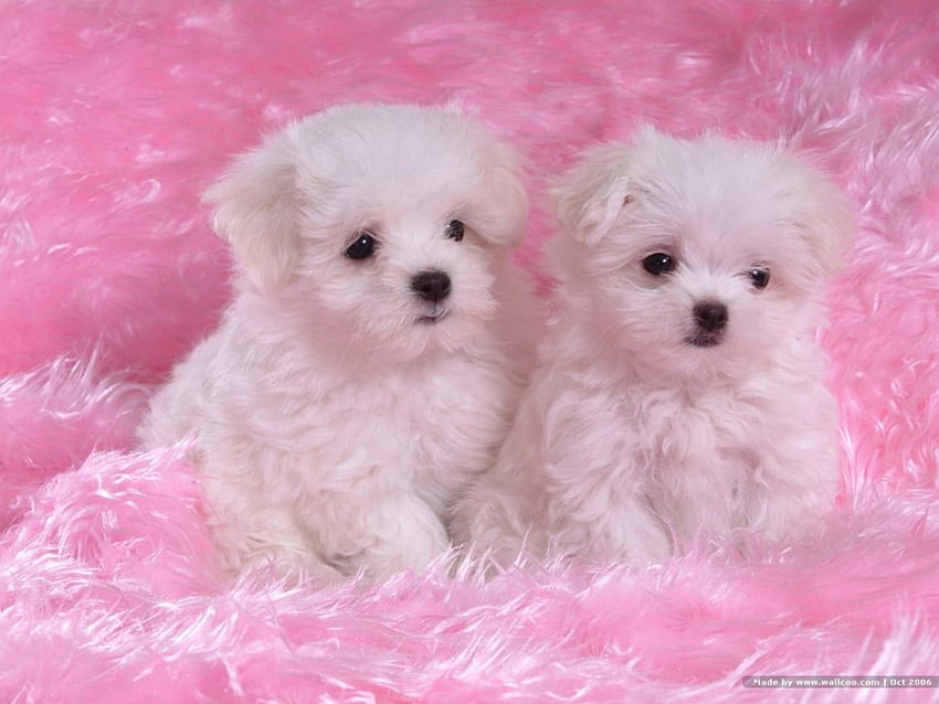 Adorable puppies, dog, maltes, cute, puppy HD wallpaper