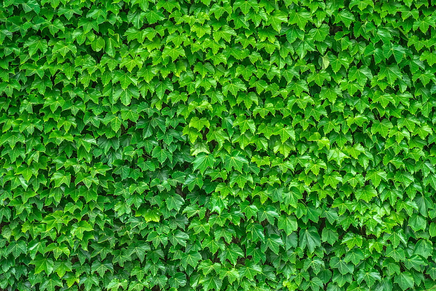 Природа, листа, растение HD тапет