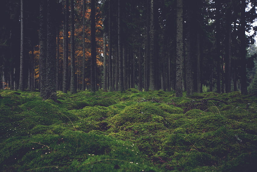 Natur, Bäume, Wald, Moos HD-Hintergrundbild