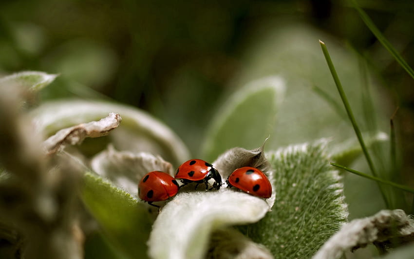 Grass, Leaves, Macro, Ladybird, Ladybug HD wallpaper