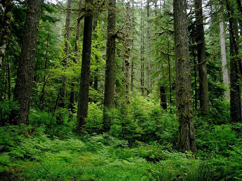 Temperate Rainforest Rachel Amano, Pacific Northwest Rainforest HD wallpaper
