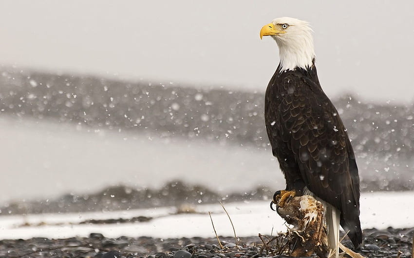American Eagles - Live Of Eagles - -, Native Eagle HD wallpaper