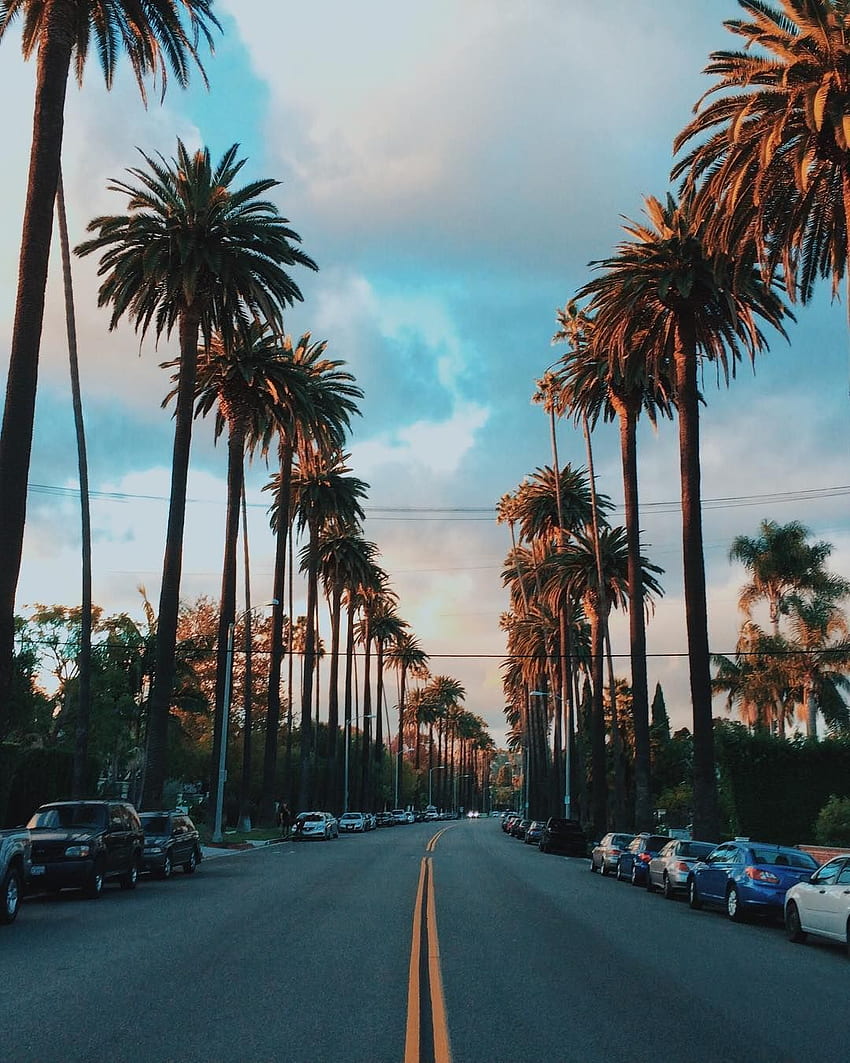 Palm trees and incredible Los Angeles street, California. HD phone ...