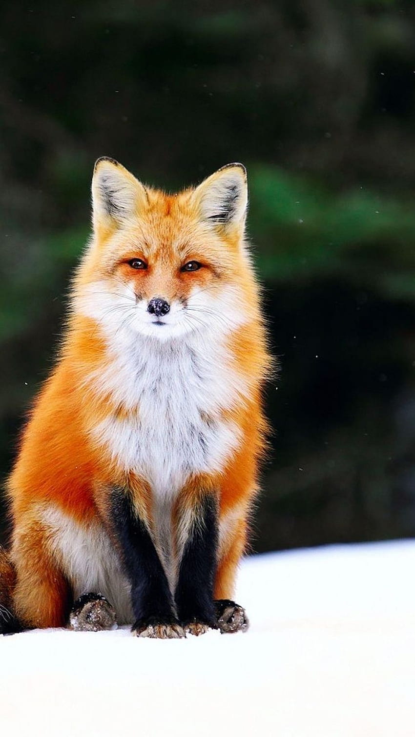 Papel de Parede Animais Raposas Fofas