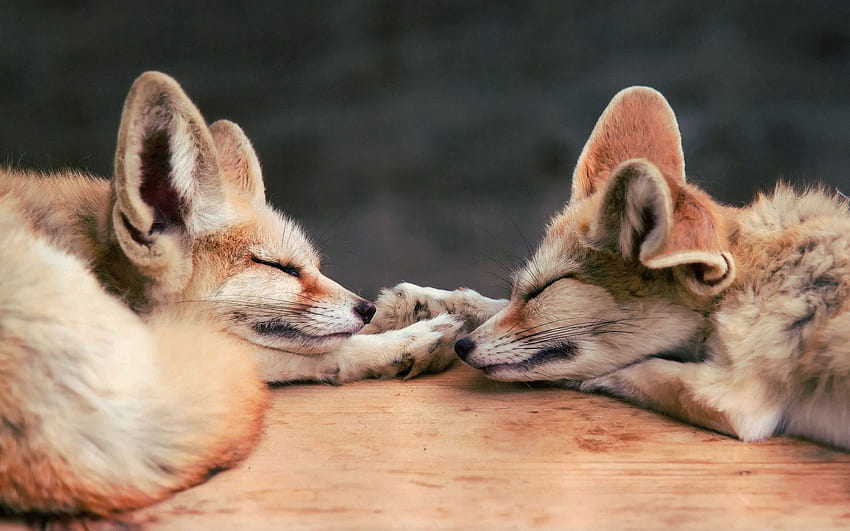 Animals, Fox, Couple, Pair, To Lie Down, Lie, Muzzle, Dream, Sleep, Fennec Fox HD wallpaper