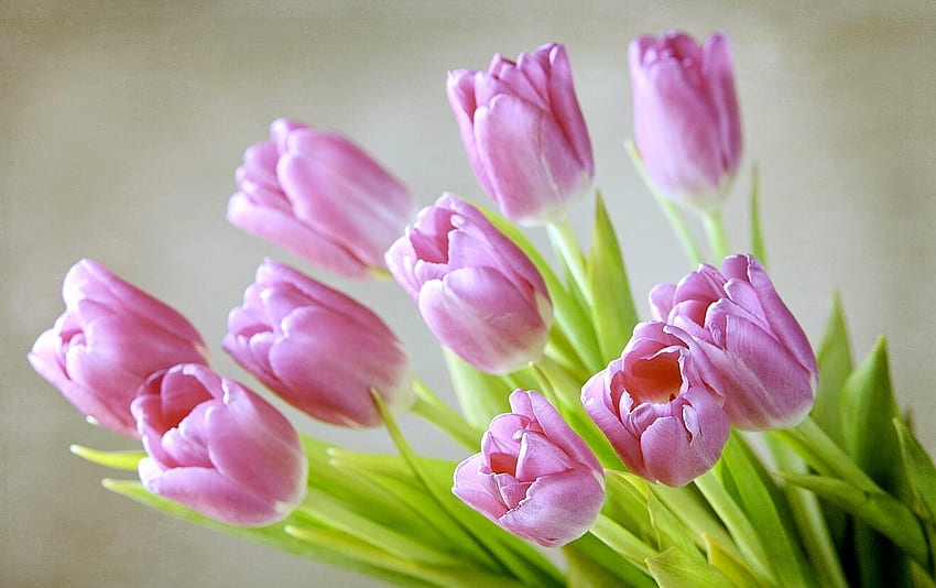 Fleurs, Tulipes, Bouquet, Printemps Fond d'écran HD