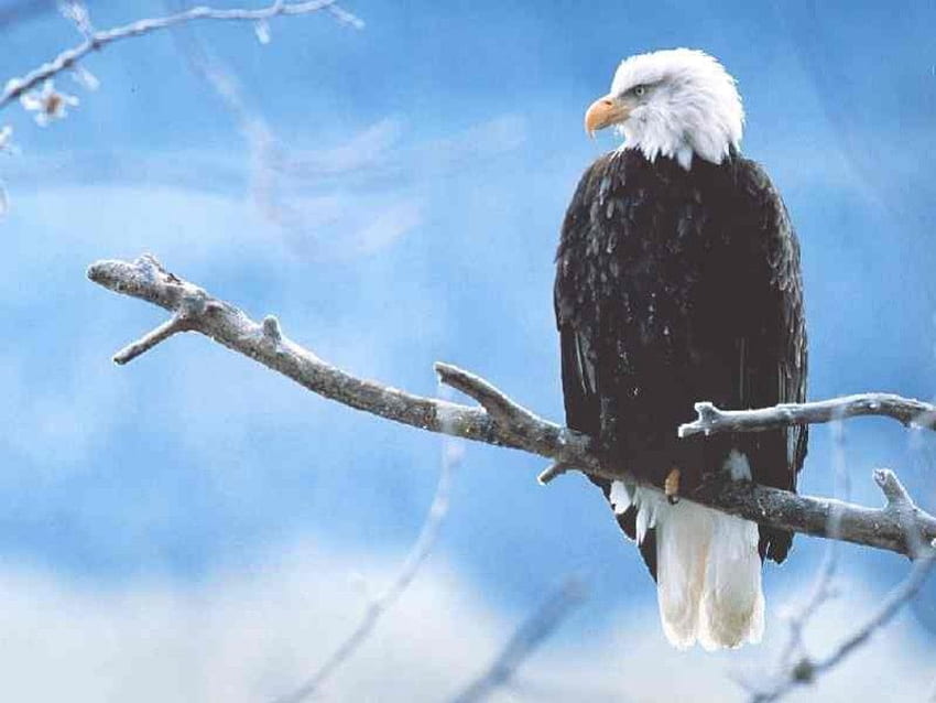 Eagle Eye, şube, yaban hayatı, kartal, kuş, doğa, ağaç HD duvar kağıdı