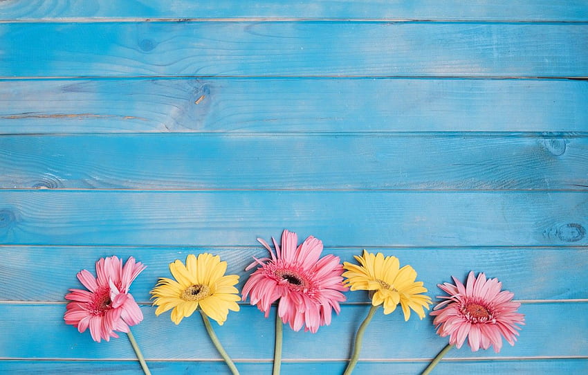 flowers, background, yellow, colorful, pink, gerbera, yellow, wood, pink, flowers, spring, gerbera for , section цветы - , Pink Gerbera Daisy HD wallpaper