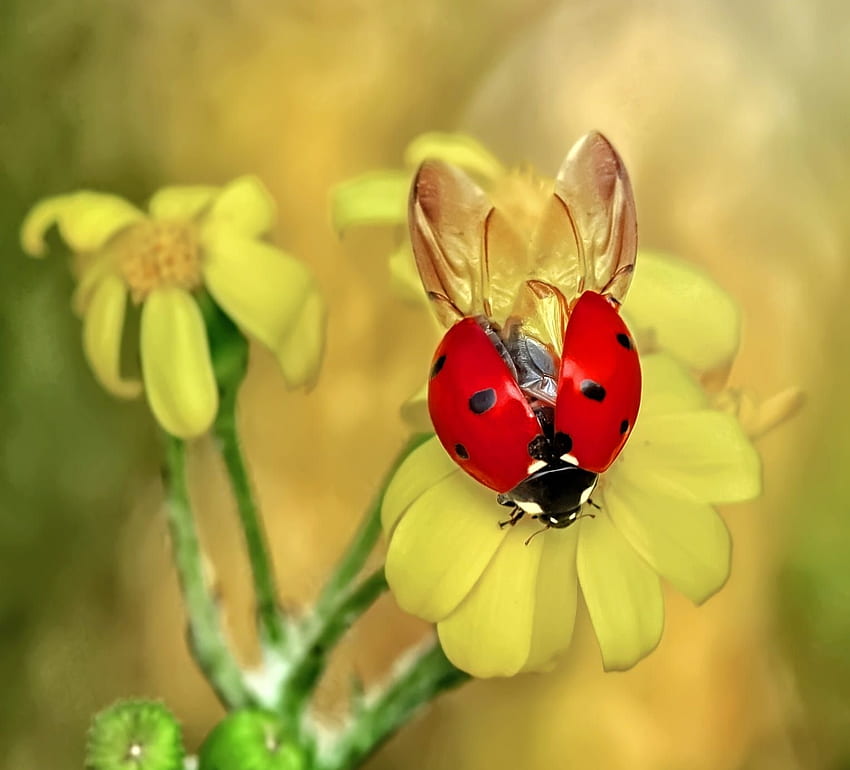 Czerwony punkt, biedronka, mustafa ozturk, kwiat, żółty, czerwony, gargarita, owad Tapeta HD