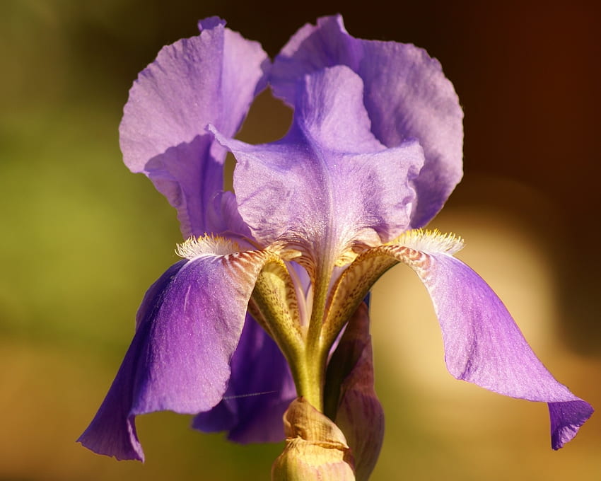 Lavendar Iris สีม่วงลาเวนเดอร์ ไอริส กลีบดอก ดอกไม้บาน วอลล์เปเปอร์ HD