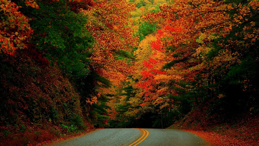 Autumn Forest Road, otoño, bosques, naturaleza, caminos fondo de pantalla