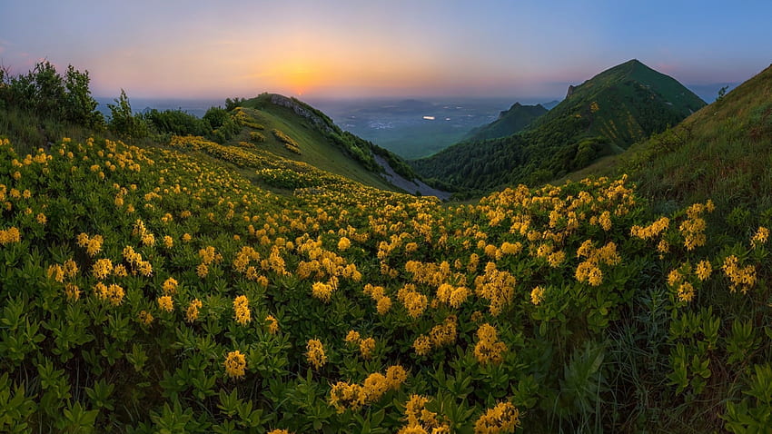 Yellow Flowers, Field, Sunset, Hill, Mountain HD wallpaper