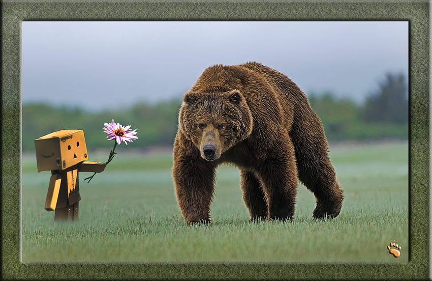 Danbo & Grizzly, danbo, bear, animals, flower, grizzly, technology, nature HD wallpaper