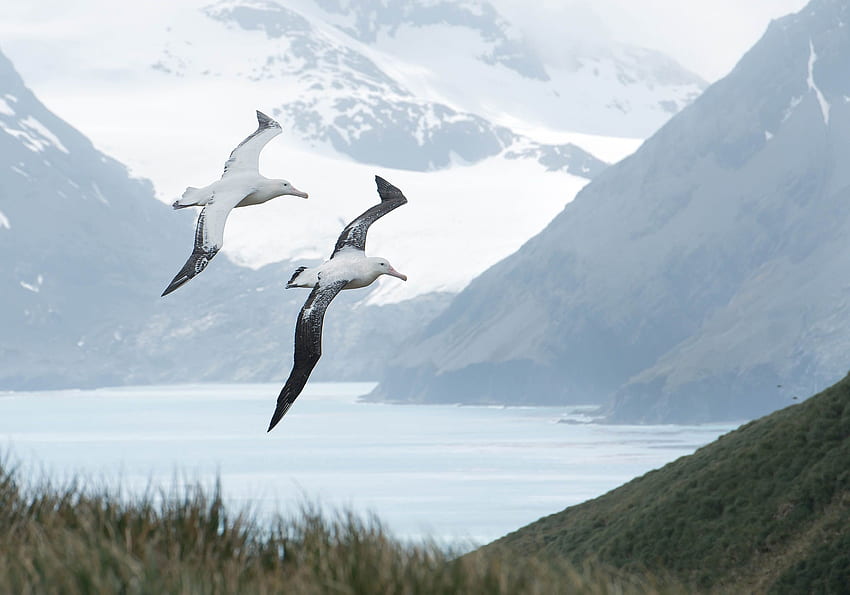 Albatros che volano in Antartide. Faune et flore, Banque, Croquis animaux Sfondo HD