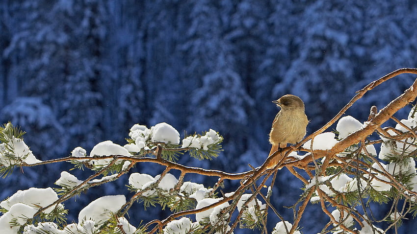 BIRD, winter, small, pine, forest HD wallpaper