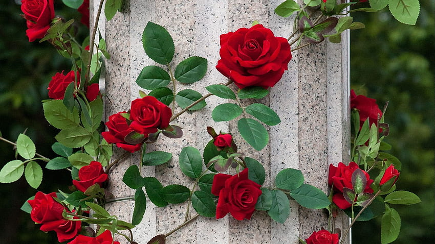 Rose Garden, Paris Red Flowers Laptop HD wallpaper