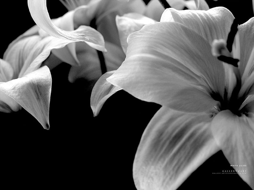 Fleur de Lys, Lilium Fond d'écran HD