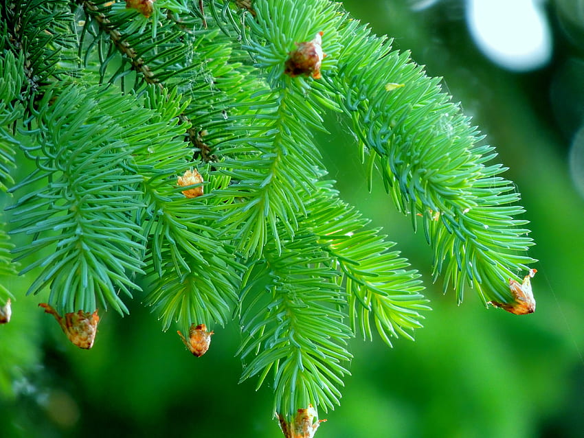 Macro Evergreen, graphy, Forest, Evergreen, Spruce, Nature, Macro HD wallpaper