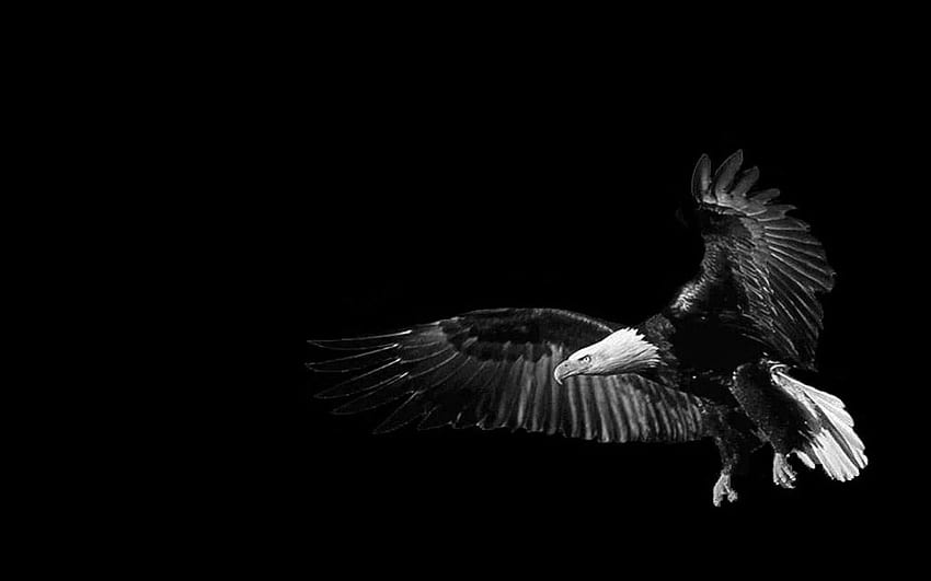 L'aquila, nero e -, Aquila in bianco e nero Sfondo HD