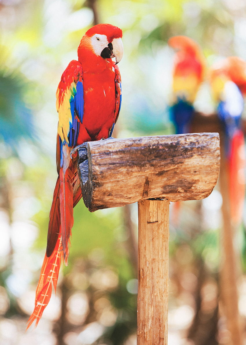 Animals, Parrots, Bird, Macaw HD phone wallpaper