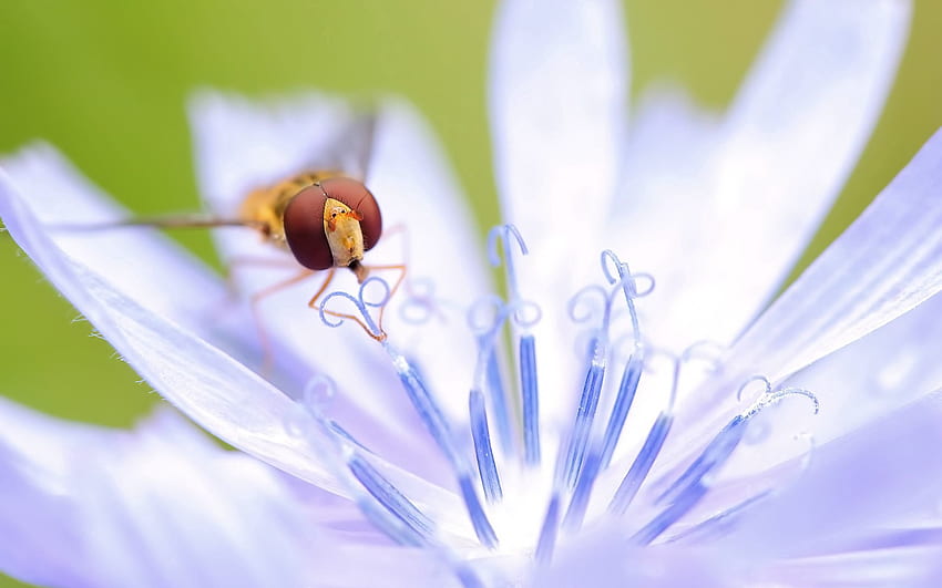 Blume, Makro, Blütenblätter, Insekten, Staubblätter, Bestäubung, Stempel, Schädlinge HD-Hintergrundbild
