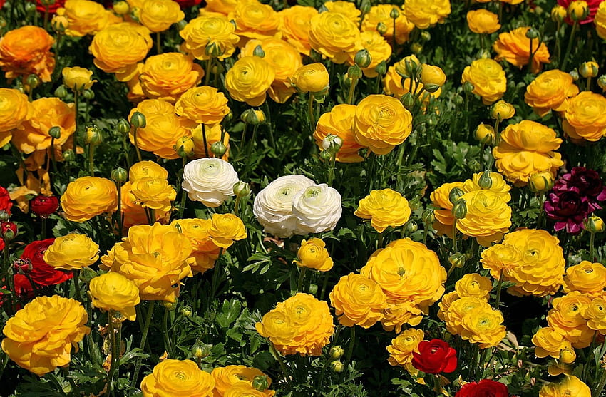 Kwiaty, Klomb, Kwietnik, Ranunculus, Ranunkulus, Mnóstwo, Dużo Tapeta HD