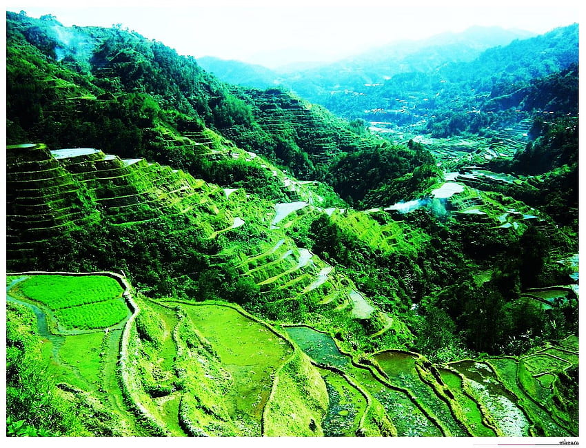 Philippines: Banaue Rice Terraces HD wallpaper