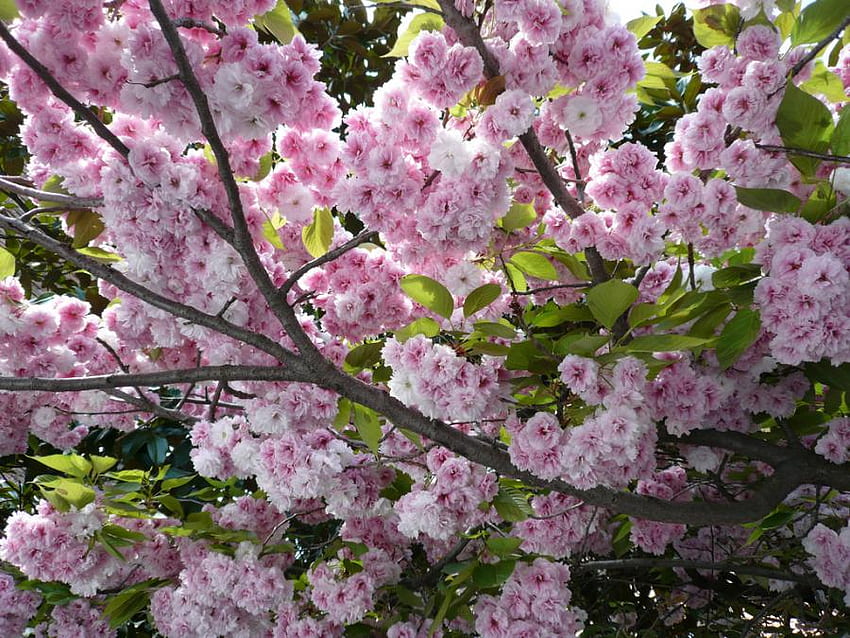 sakura, japan, spring, cherry blossoms, tree HD wallpaper