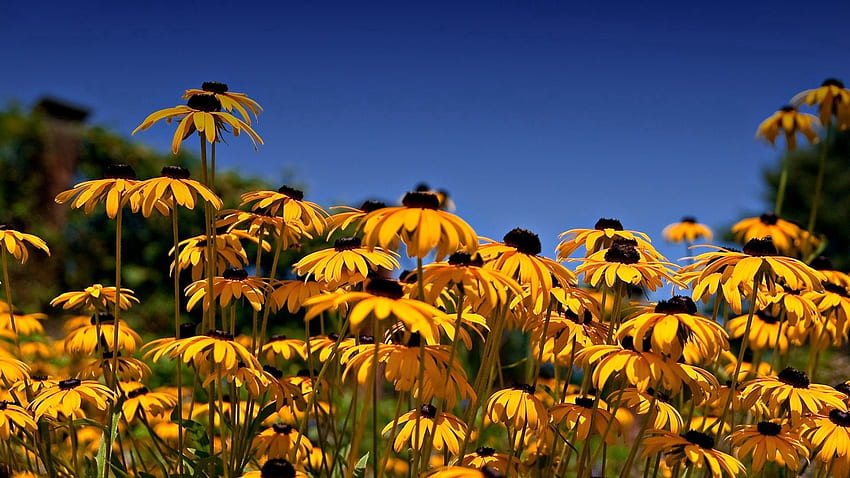 Blumen, Himmel, Lichtung, Polyana, Rudbekia, Rudbeckia HD-Hintergrundbild