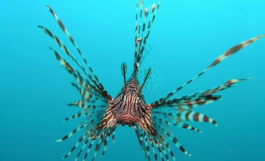 Lionfish Animals Fishes Underwater Sea Ocean Tropical Water Swim Fins  Background HD wallpaper | Pxfuel