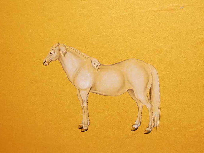 White horse, animal, horse, drawing, yellow HD wallpaper