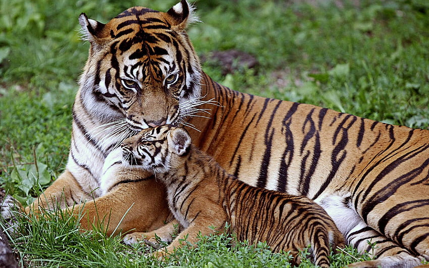 สัตว์ หนุ่มสาว โกหก นอนลง นักล่า แมวตัวใหญ่ เสือ ครอบครัว การดูแล Joey เสือโคร่ง วอลล์เปเปอร์ HD