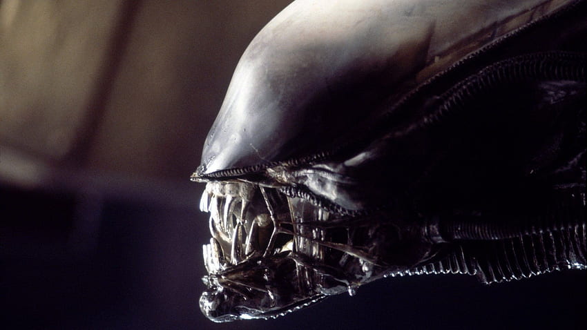 Alien': Jede Phase im grausamen Lebenszyklus des Xenomorphs HD-Hintergrundbild