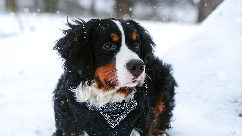 Bernese Mountain Dog, winter, animal, white, black, iarna, caine HD wallpaper