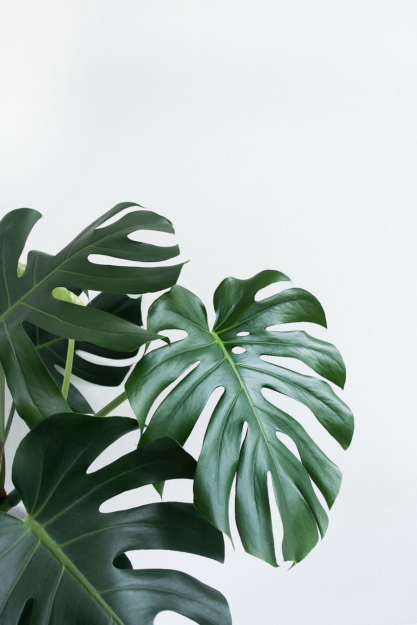 Минималистично растение, зелена минималистична естетика HD тапет за телефон