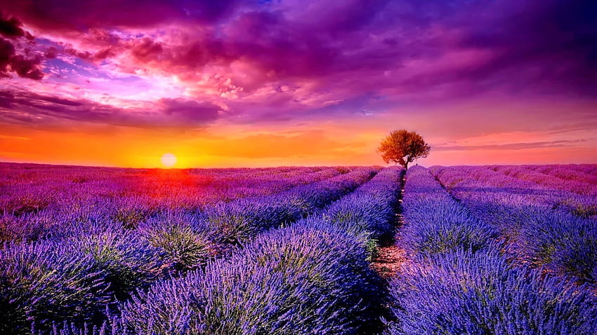 Lavender fie, Flores, Francia, Florece, Puesta del sol fondo de pantalla