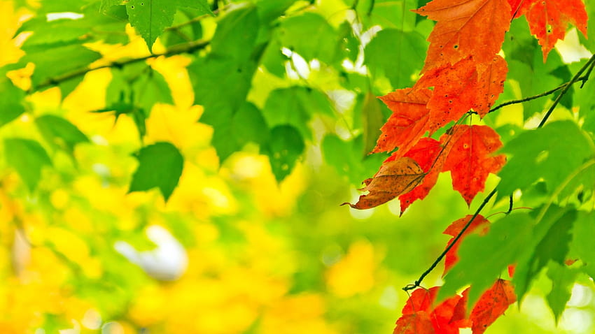 Green Tag - Ones Green Leaf Red Nature Large per 16:9 High Sfondo HD