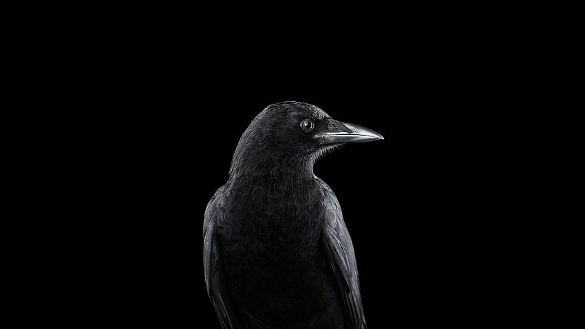 Raven Background . Raven Moon, Dark Raven HD wallpaper