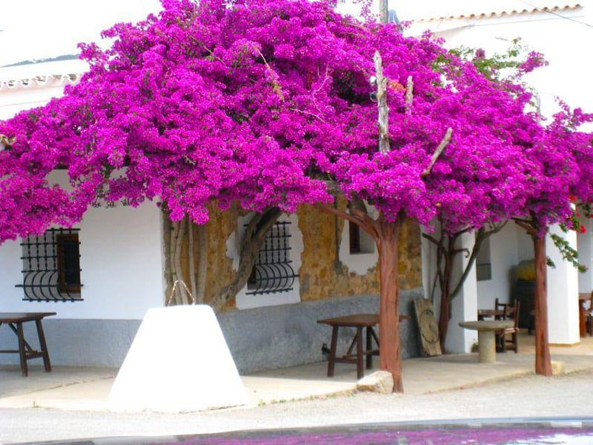 apenas violeta, roxo, violeta, casa, rua, flores papel de parede HD