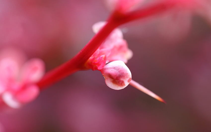 สีชมพู ดอกไม้ พืช มาโคร ส่องแสง แสง วอลล์เปเปอร์ HD