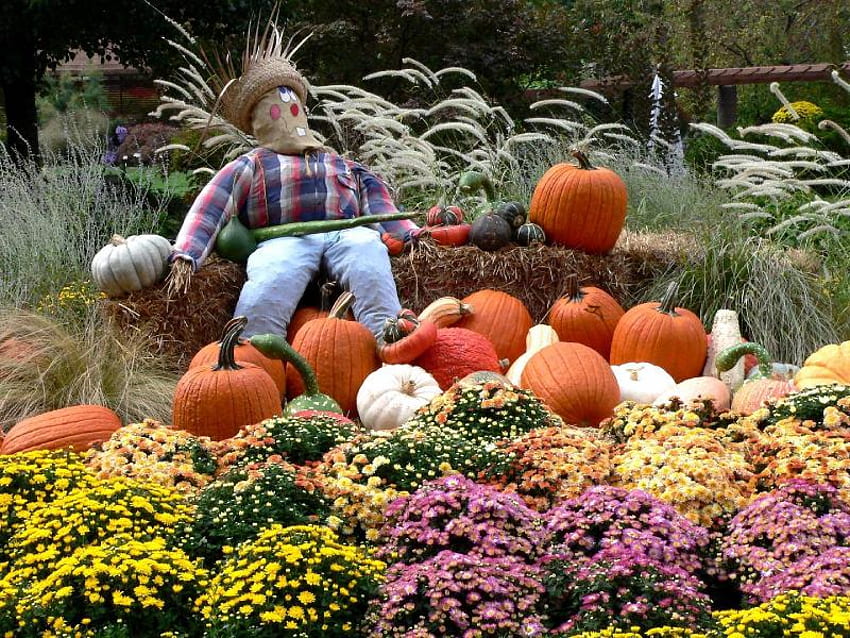 Scare Crowe and Flowers, pumpkins, scare, stuffed, flower HD wallpaper