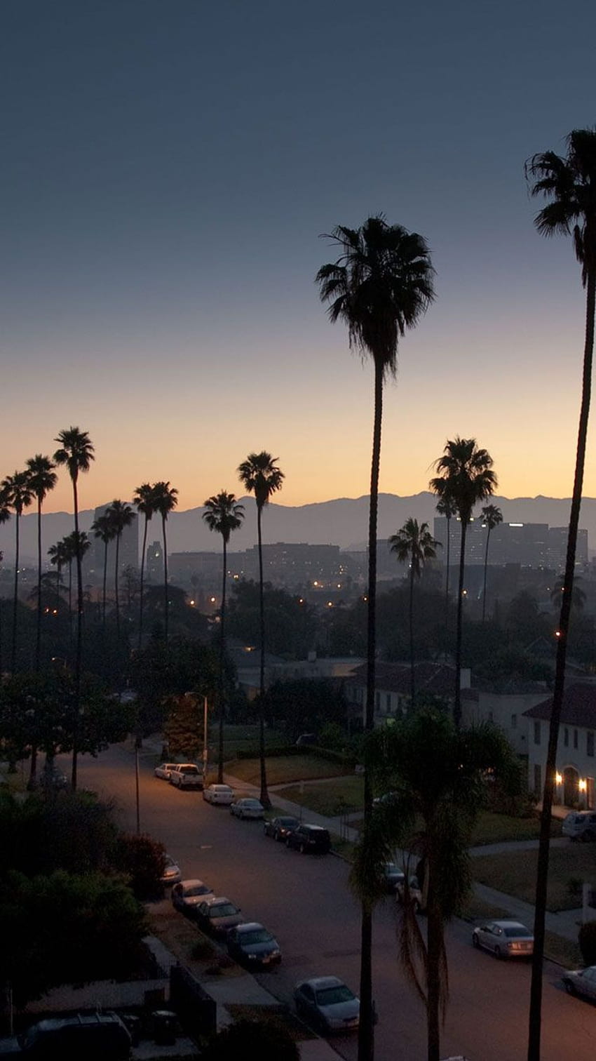 Los Angeles Palm Trees , Hollywood Street HD phone wallpaper